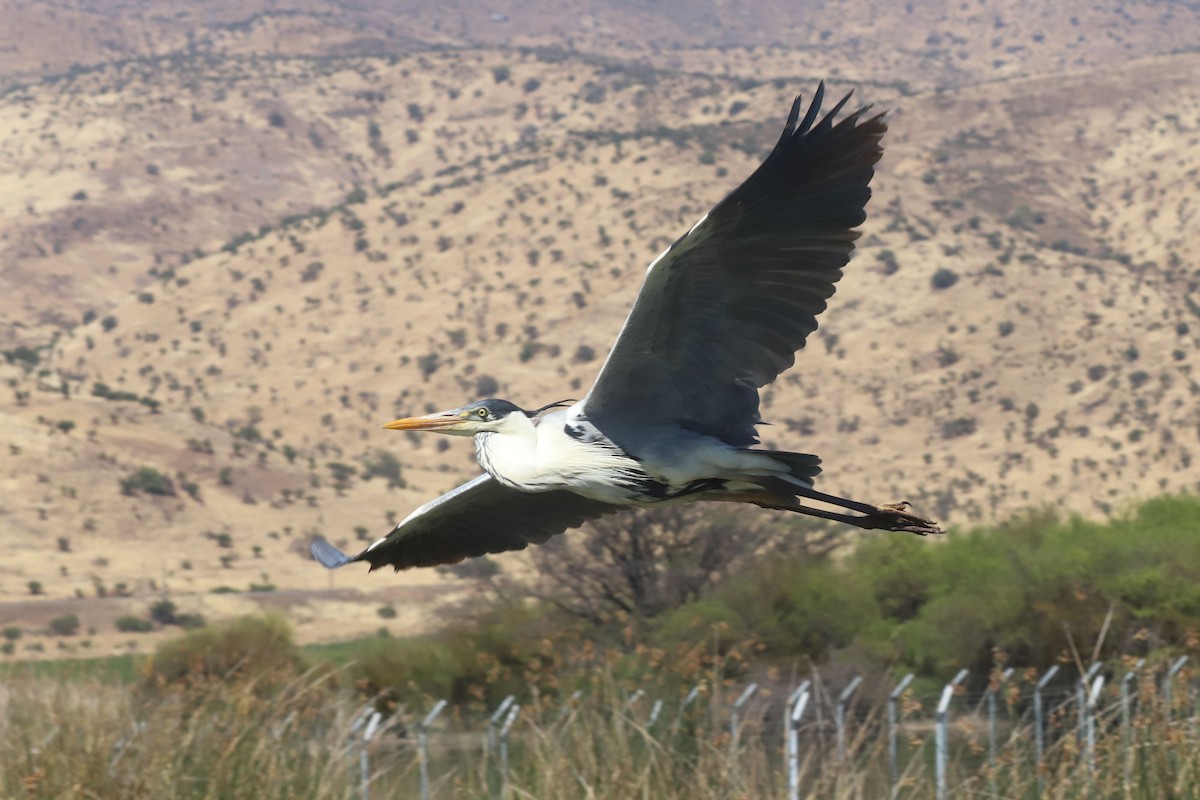 Cocoi Heron - ML645776498