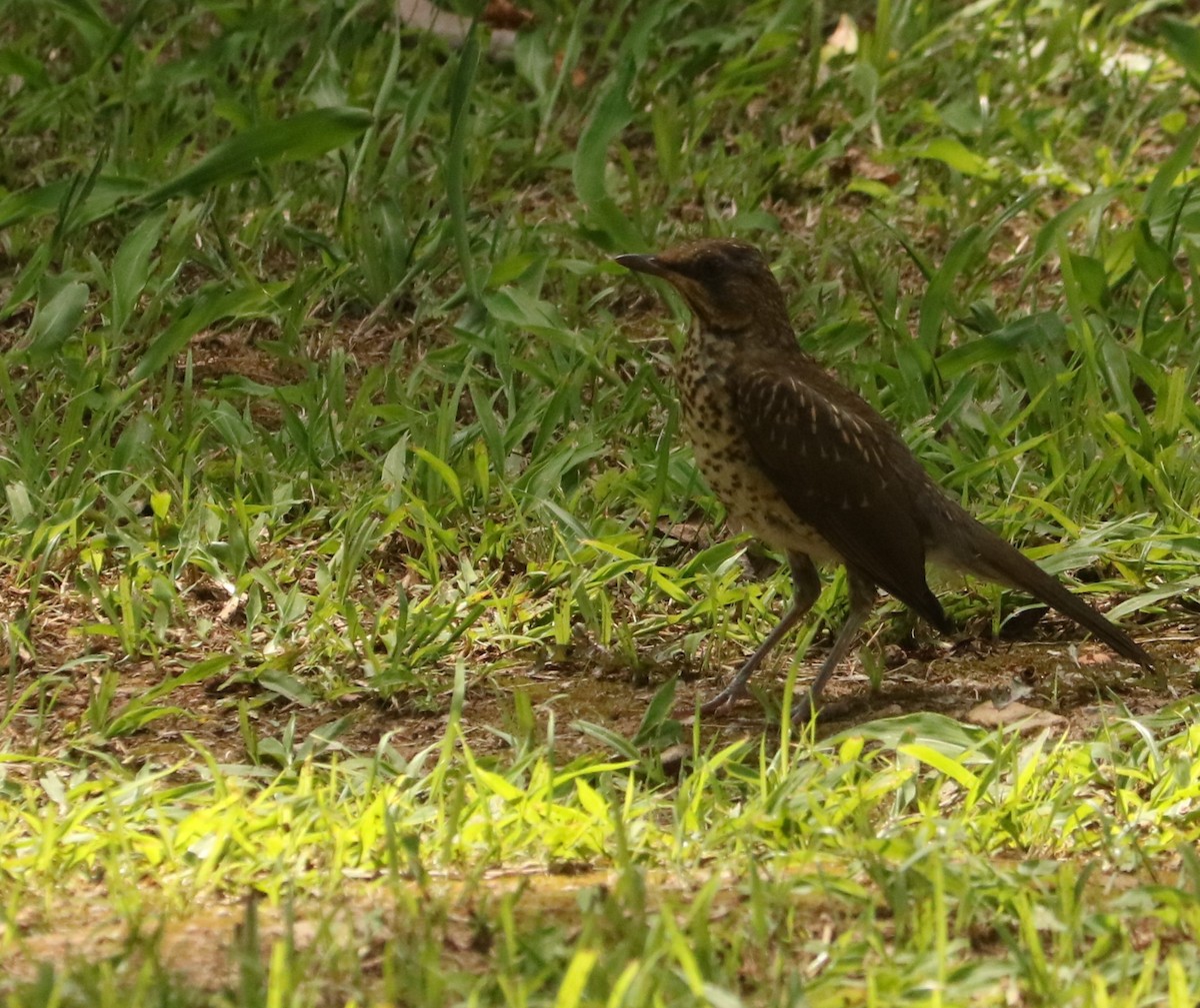 Creamy-bellied Thrush - ML645776499