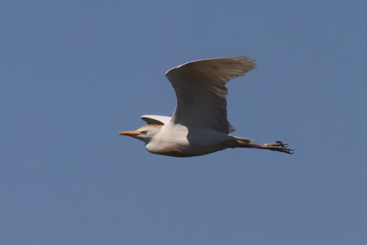 Western Cattle-Egret - ML645776500