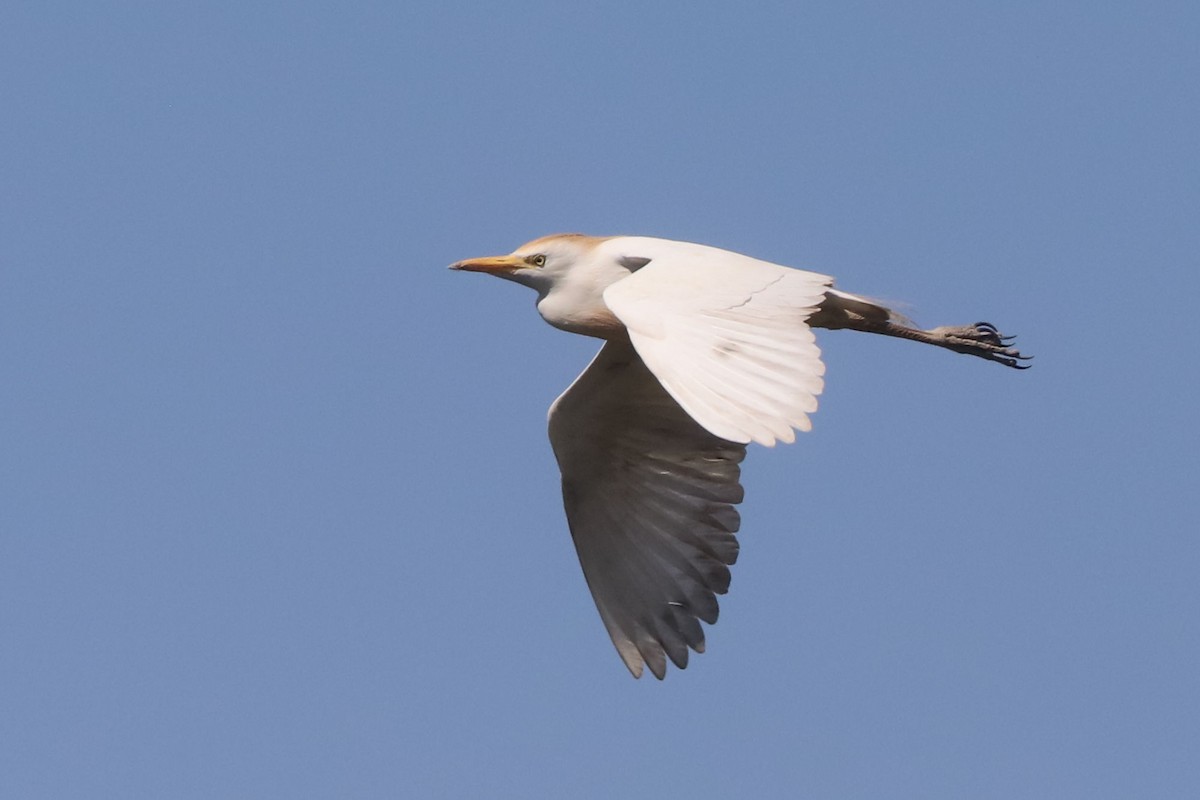 Western Cattle-Egret - ML645776501
