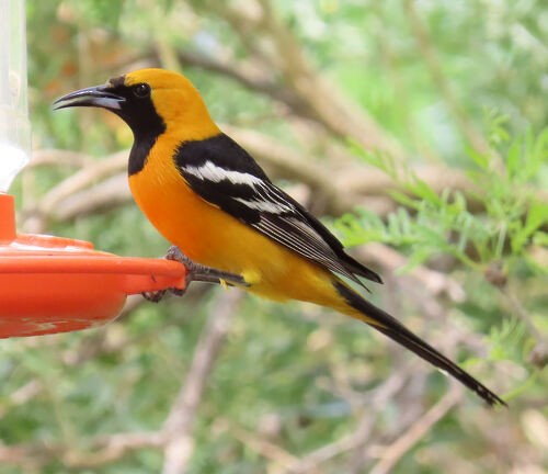 Hooded Oriole - ML645776502