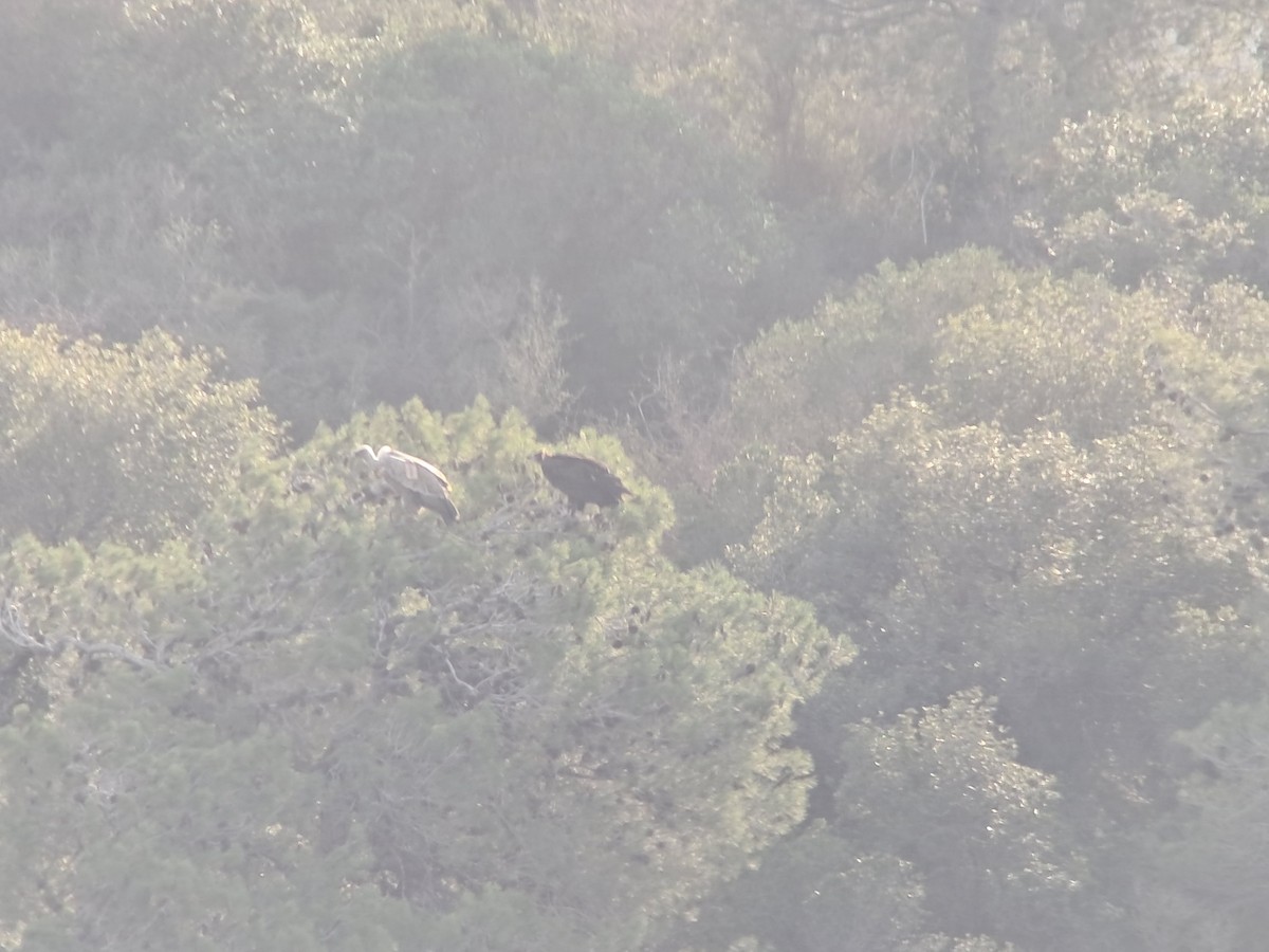 Buitre Negro - ML645776503