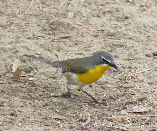 Yellow-breasted Chat - ML645776507