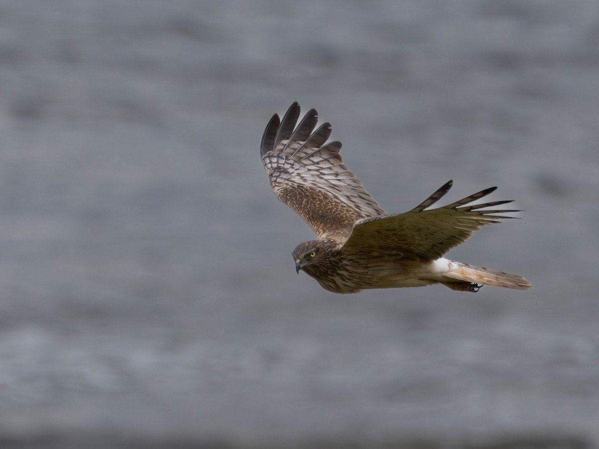 Swamp Harrier - ML645776508