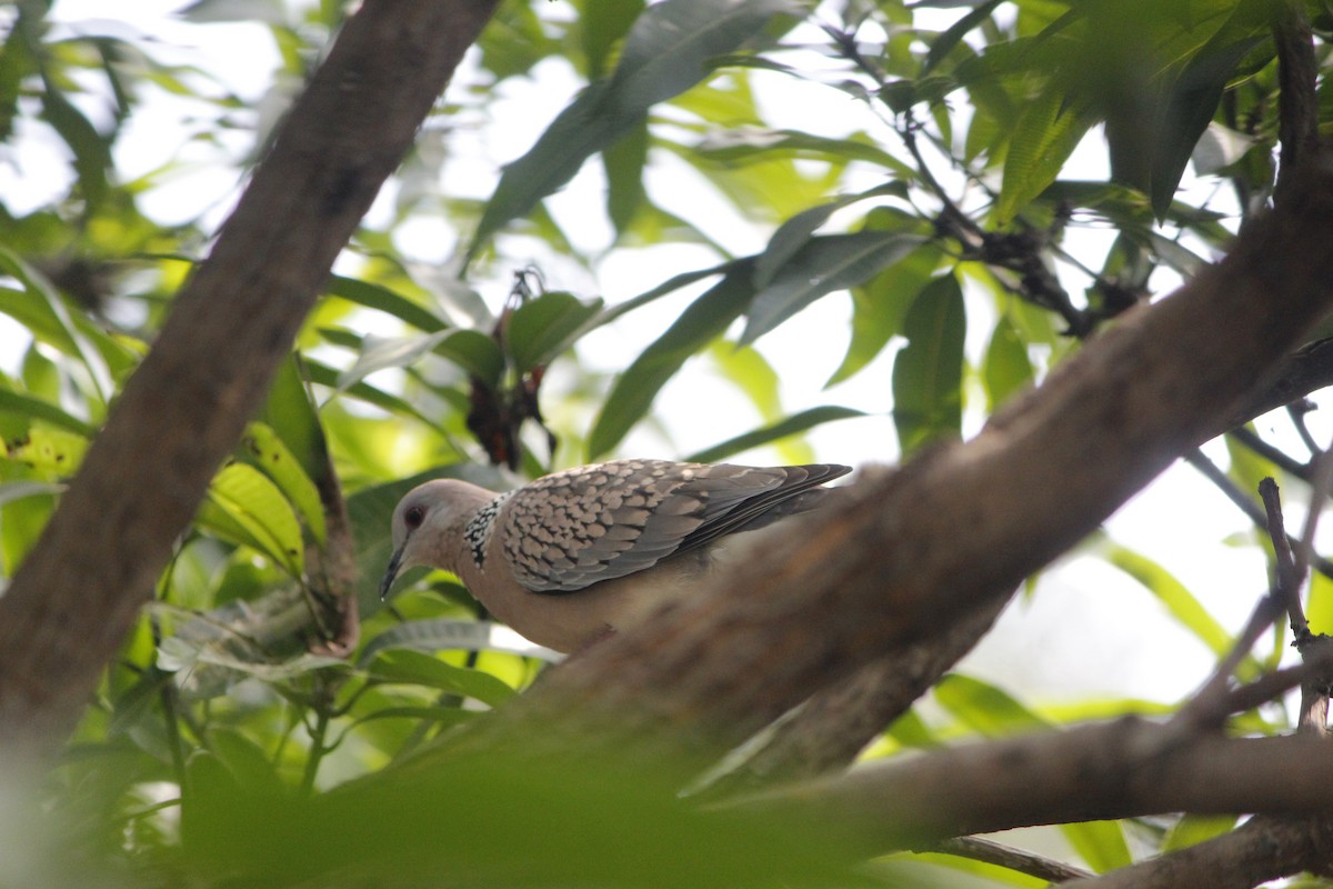 Spotted Dove - ML645776509
