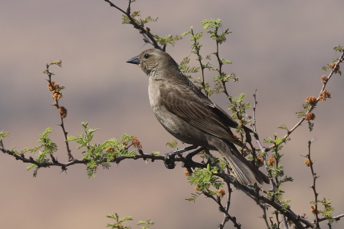 Shiny Cowbird - ML645776510