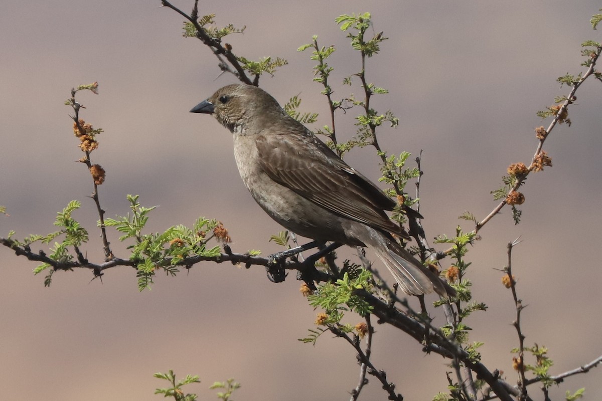 Shiny Cowbird - ML645776511