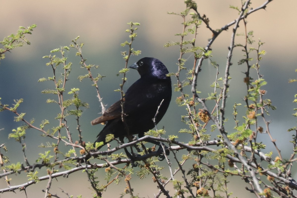 Shiny Cowbird - ML645776512