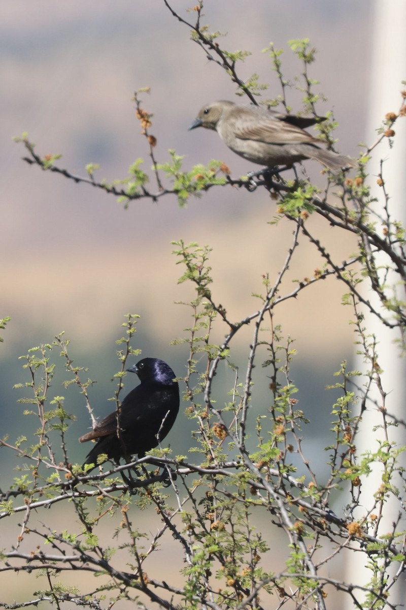 Shiny Cowbird - ML645776513
