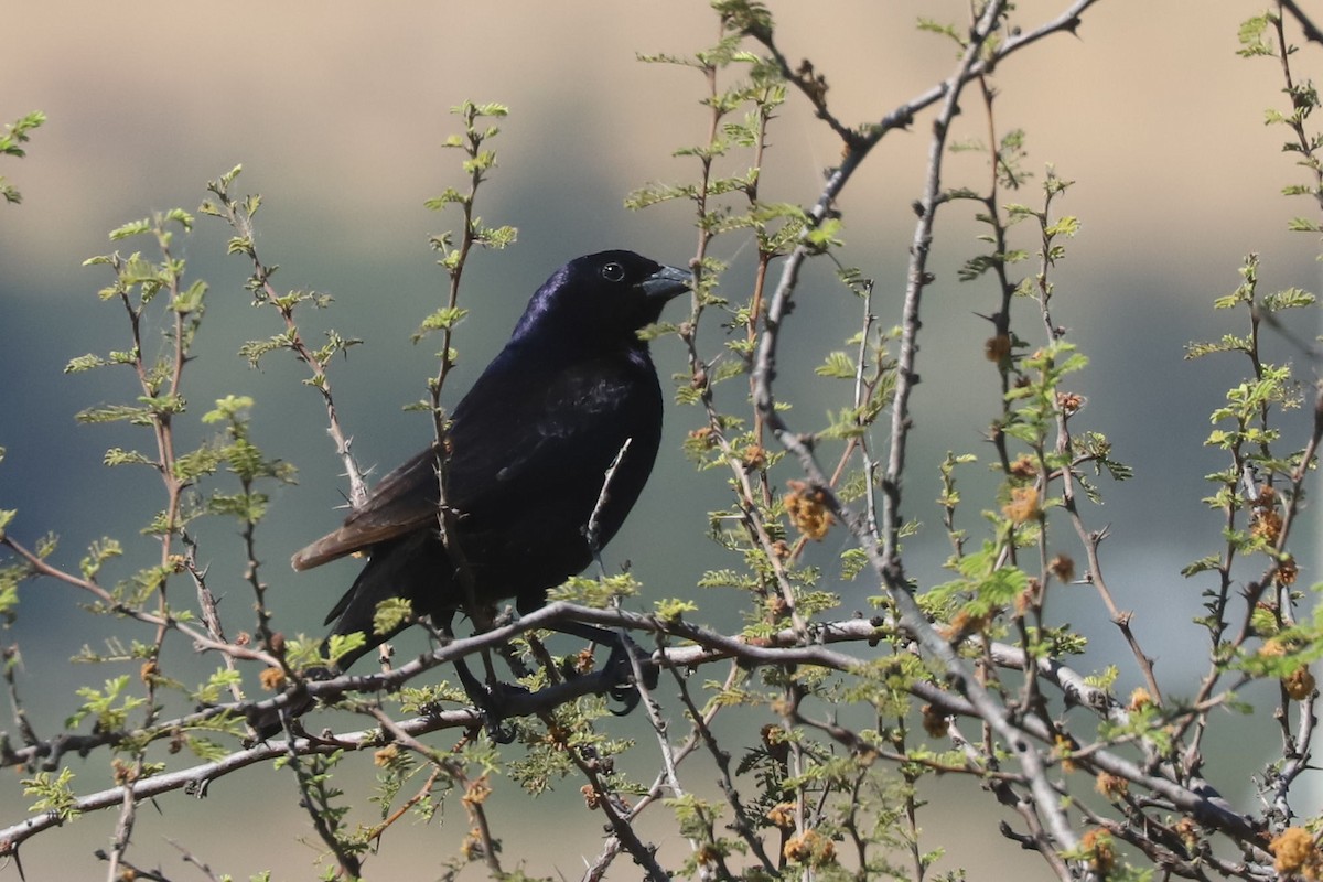 Shiny Cowbird - ML645776514