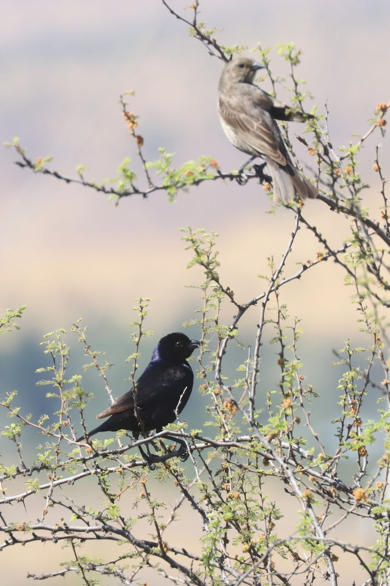 Shiny Cowbird - ML645776515