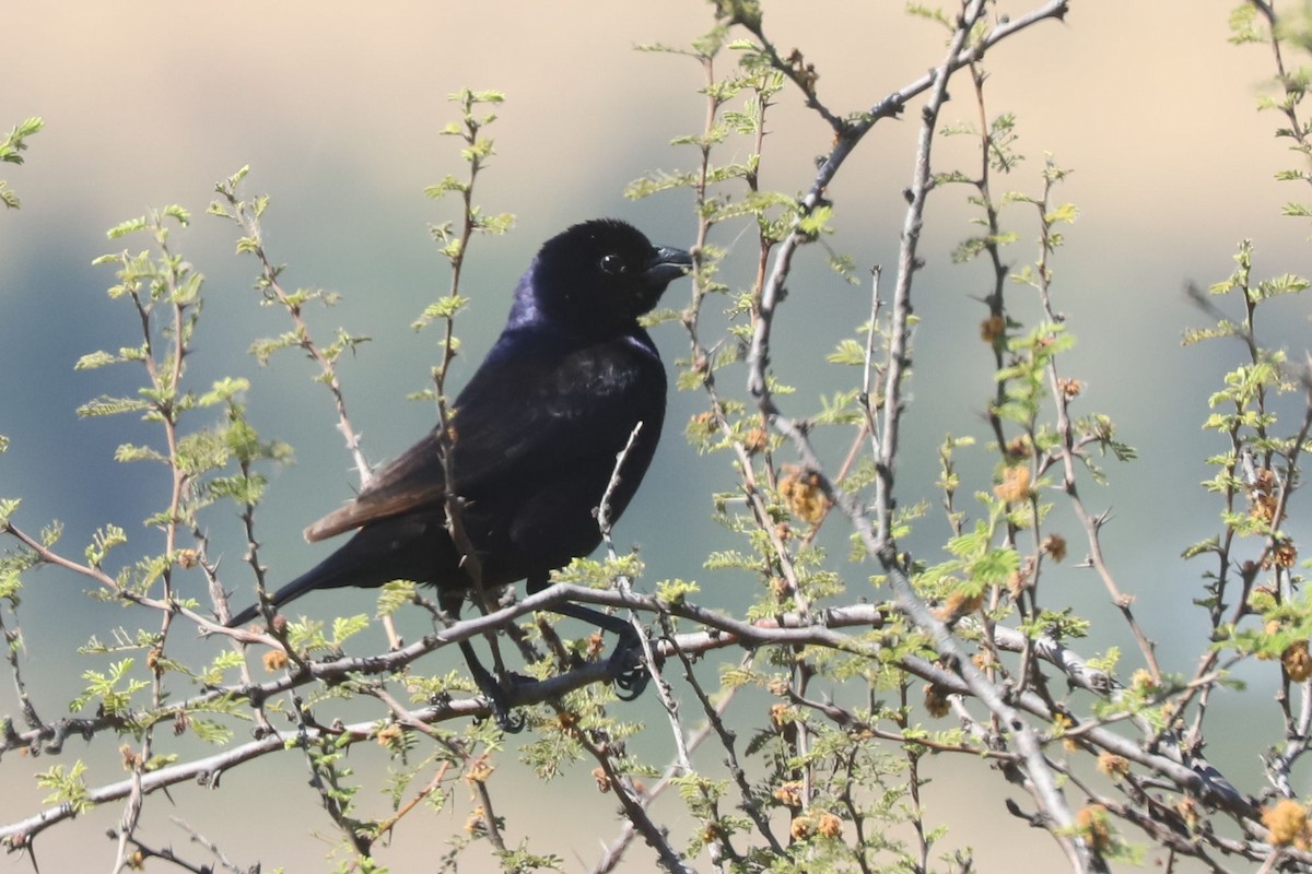 Shiny Cowbird - ML645776516