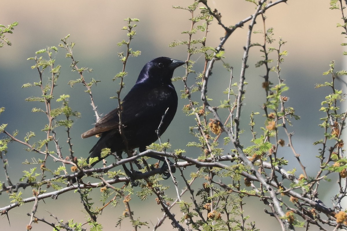 Shiny Cowbird - ML645776517