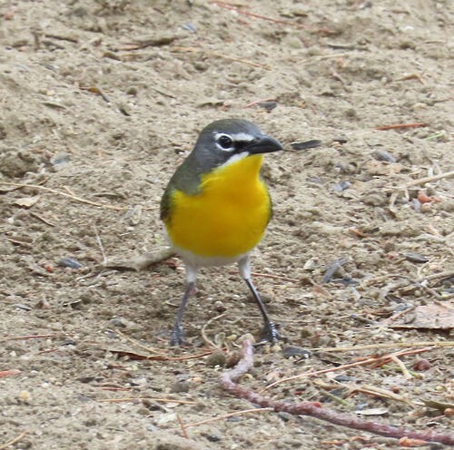 Yellow-breasted Chat - ML645776518