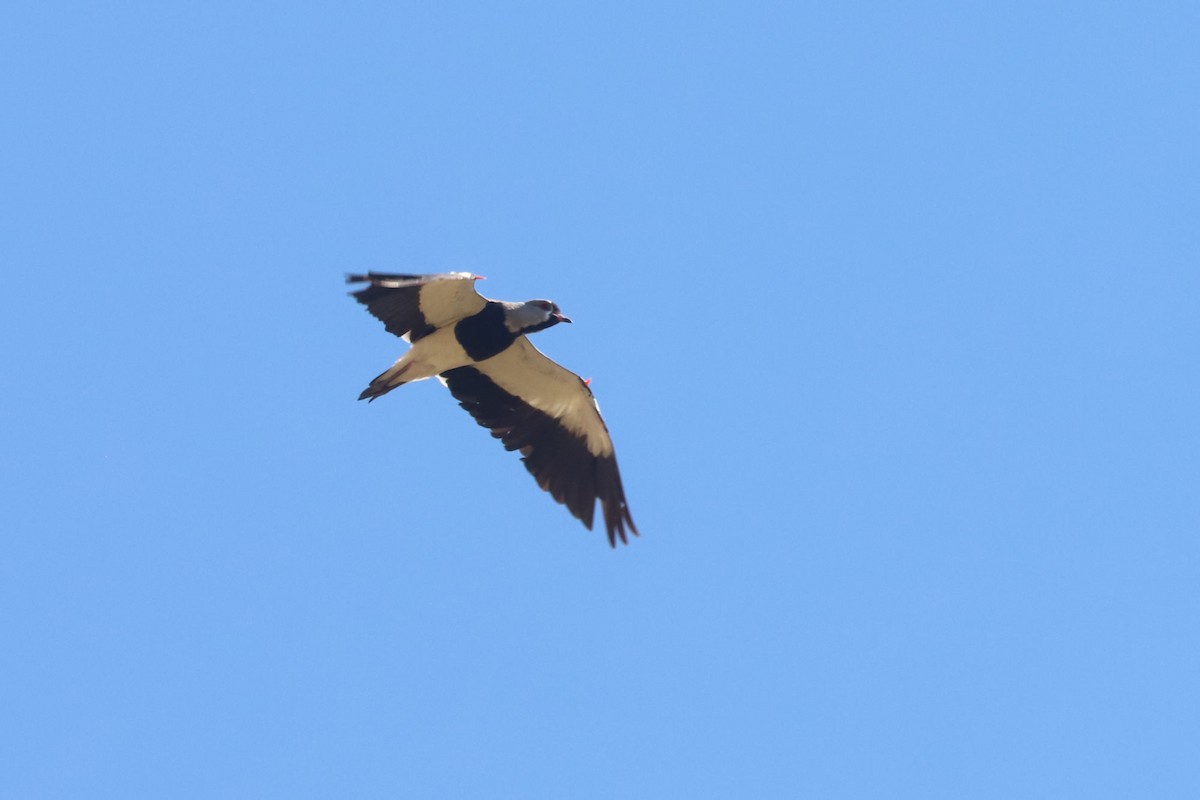 Southern Lapwing - ML645776523