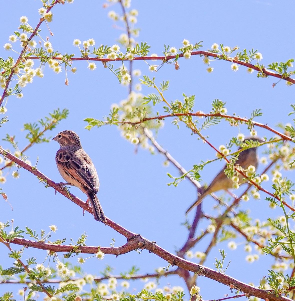 Lark-like Bunting - ML645776525