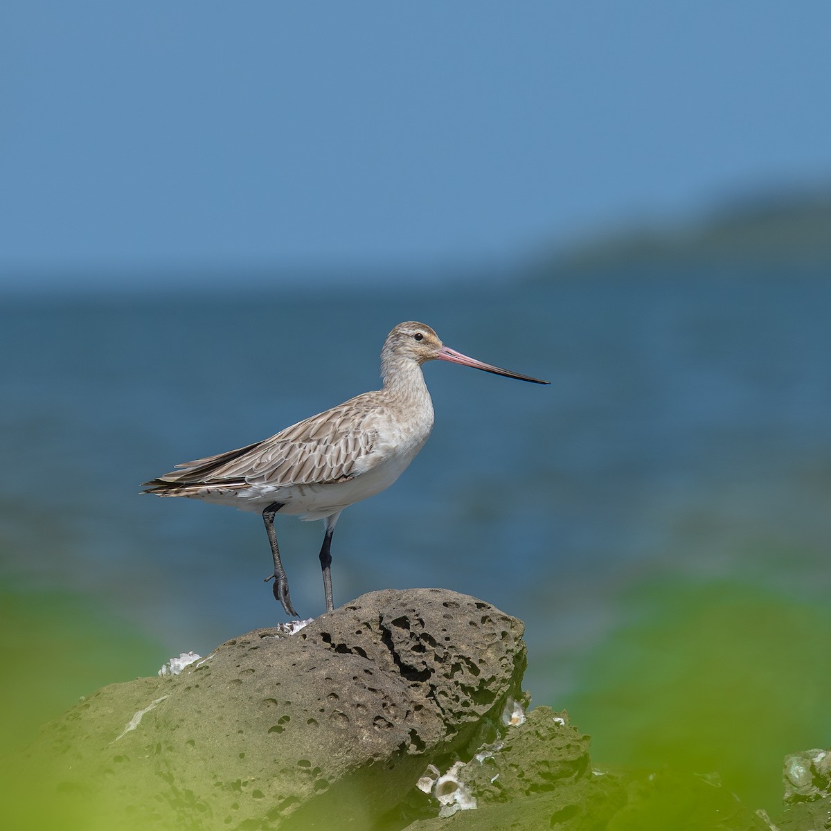 Bar-tailed Godwit - ML645776526