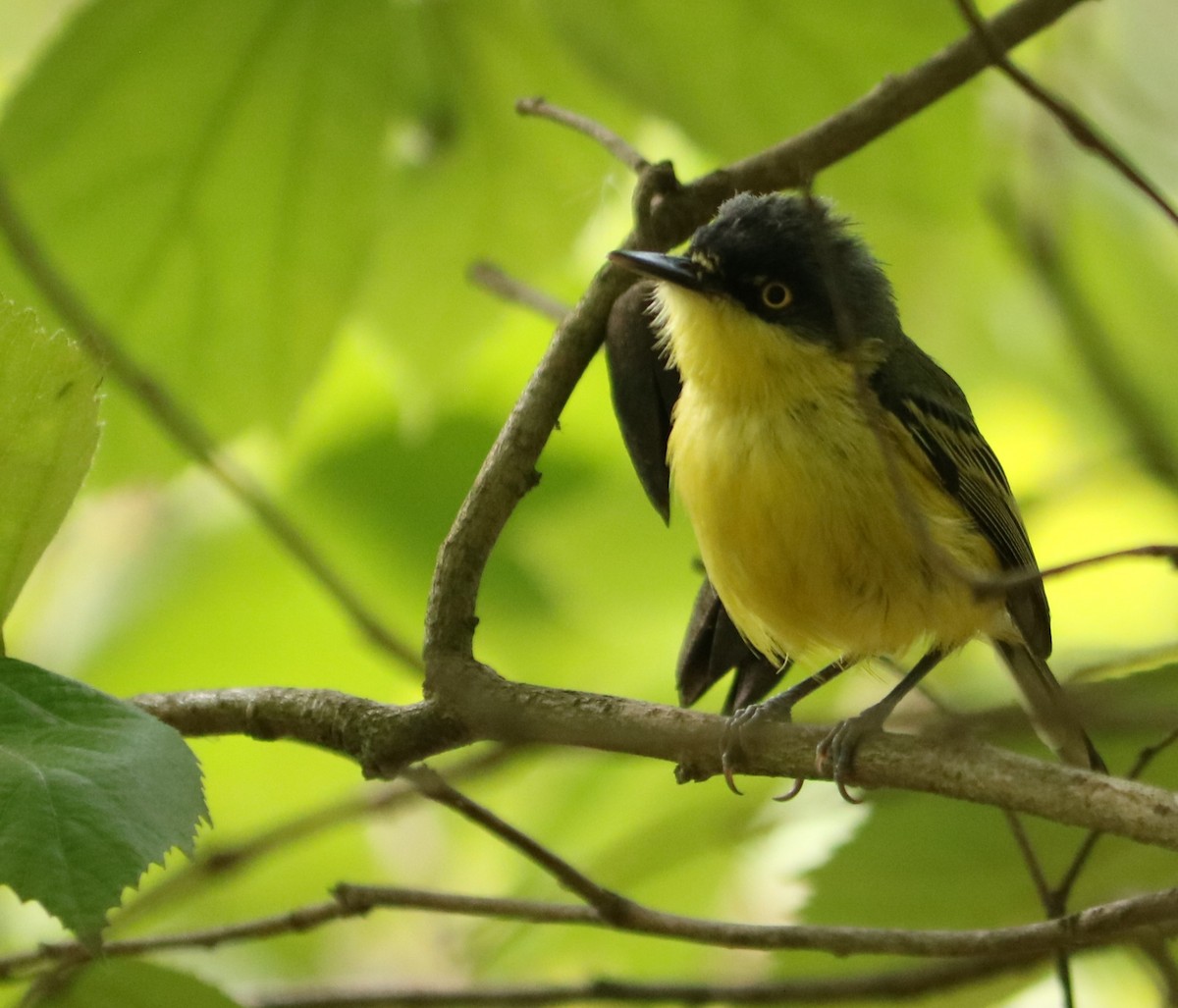 Common Tody-Flycatcher - ML645776528