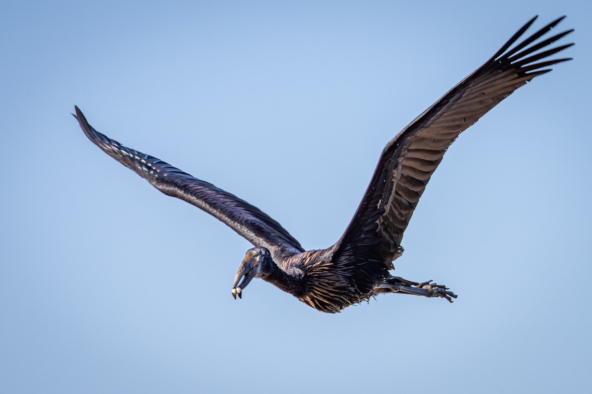 afrikagapenebb - ML645776530