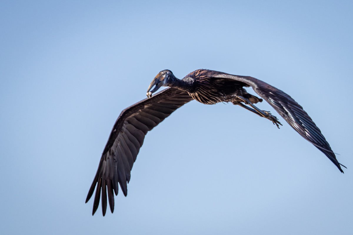 Matxardamoko beltza - ML645776531