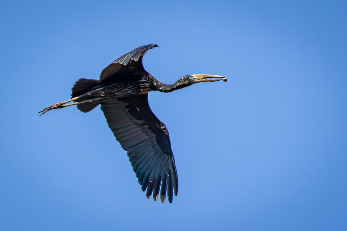 Matxardamoko beltza - ML645776532