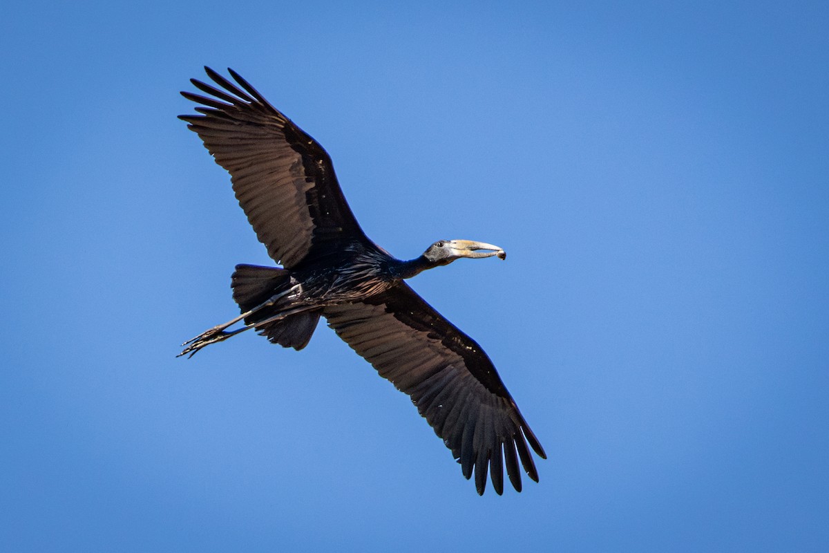 Matxardamoko beltza - ML645776533