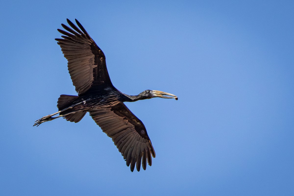 African Openbill - ML645776534