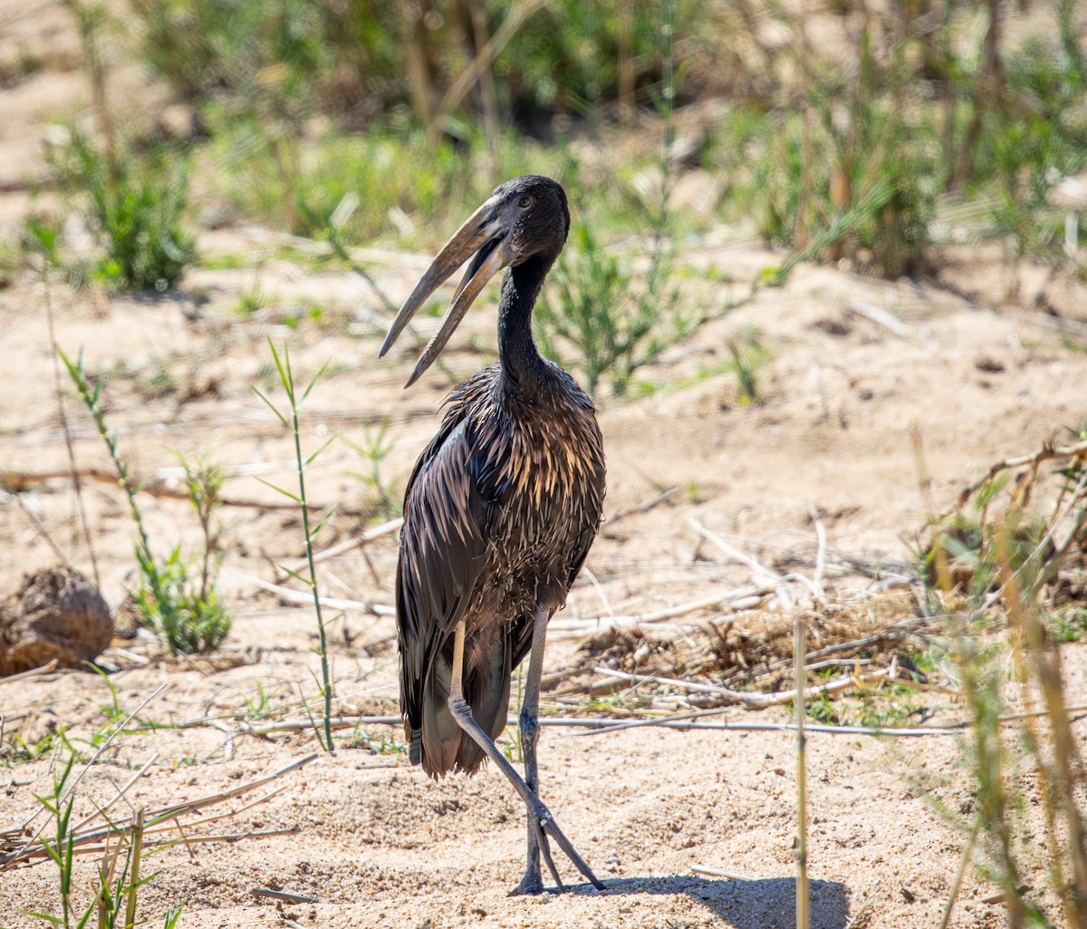 African Openbill - ML645776536