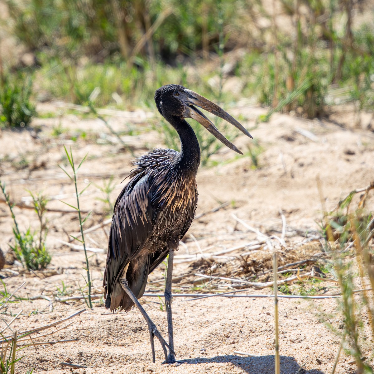 African Openbill - ML645776537
