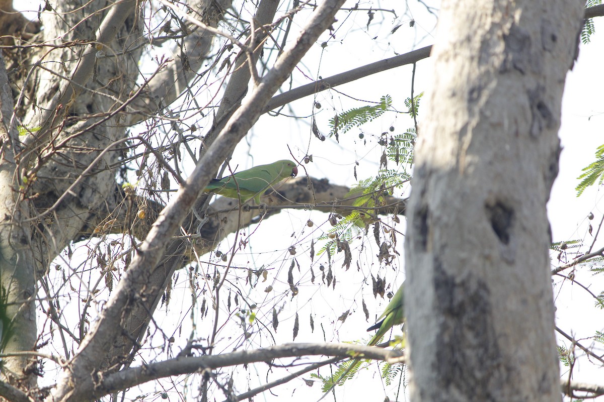 halsbåndparakitt - ML645776538