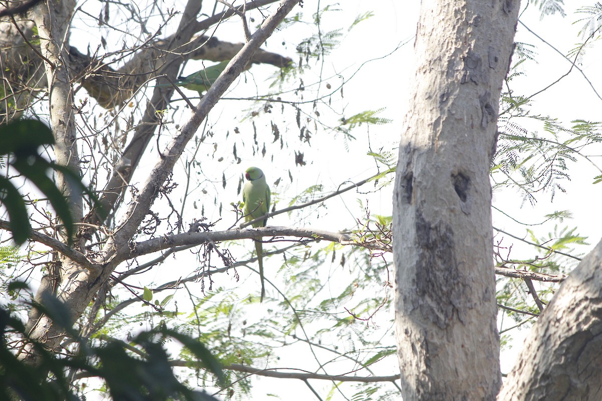 halsbåndparakitt - ML645776539