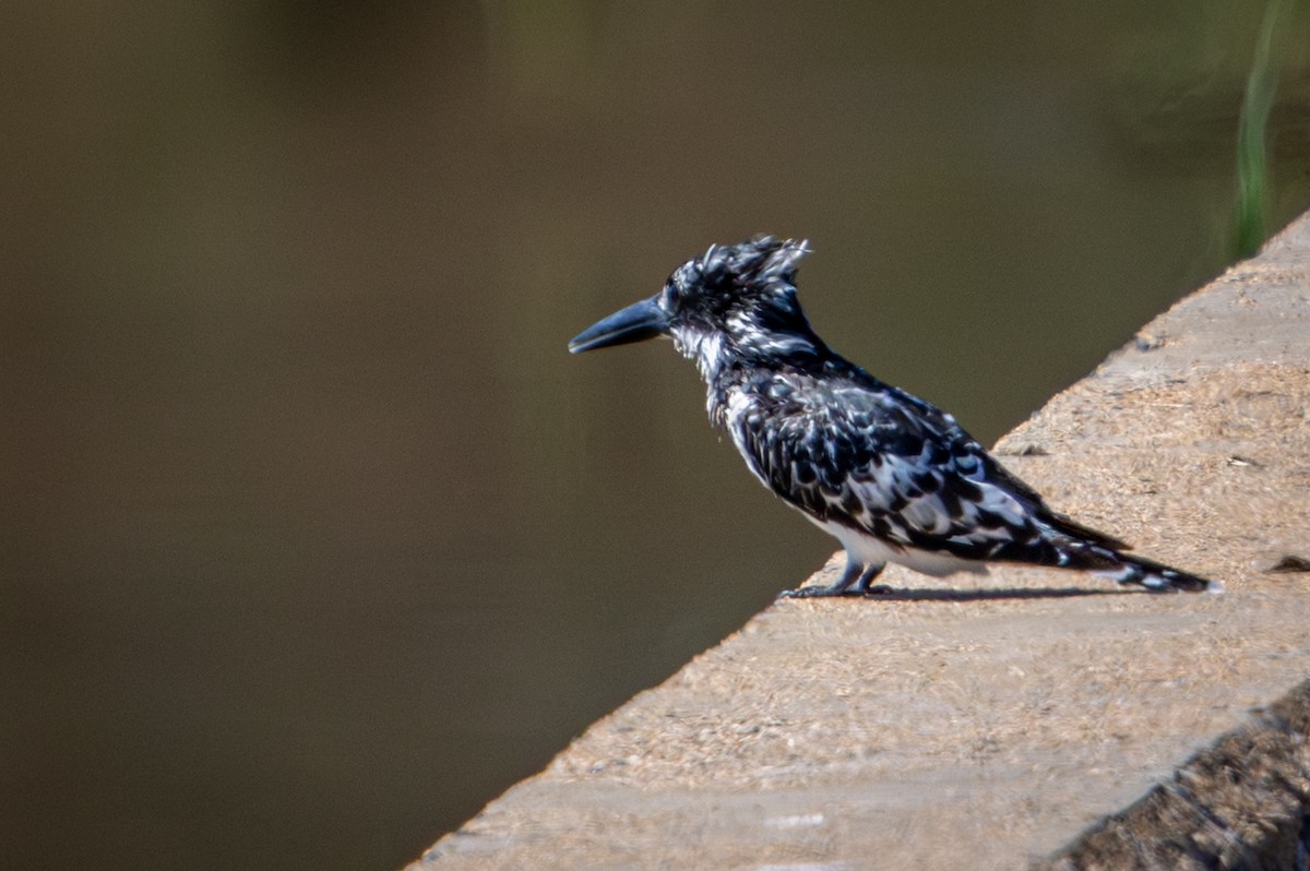 terneisfugl - ML645776543