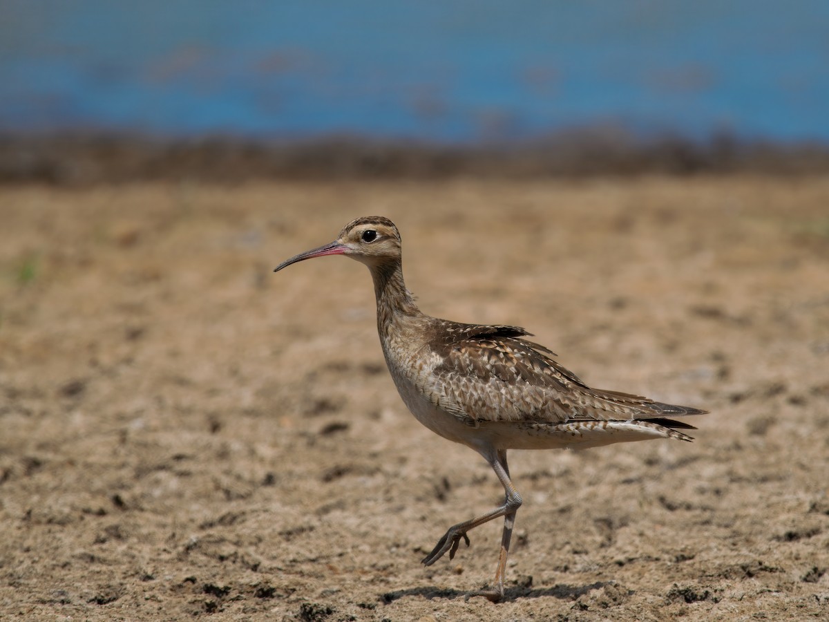 dvergspove - ML645776544