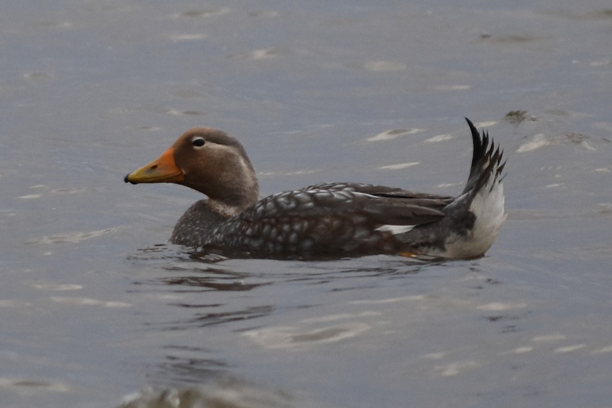 patagoniaskovleand - ML645776545