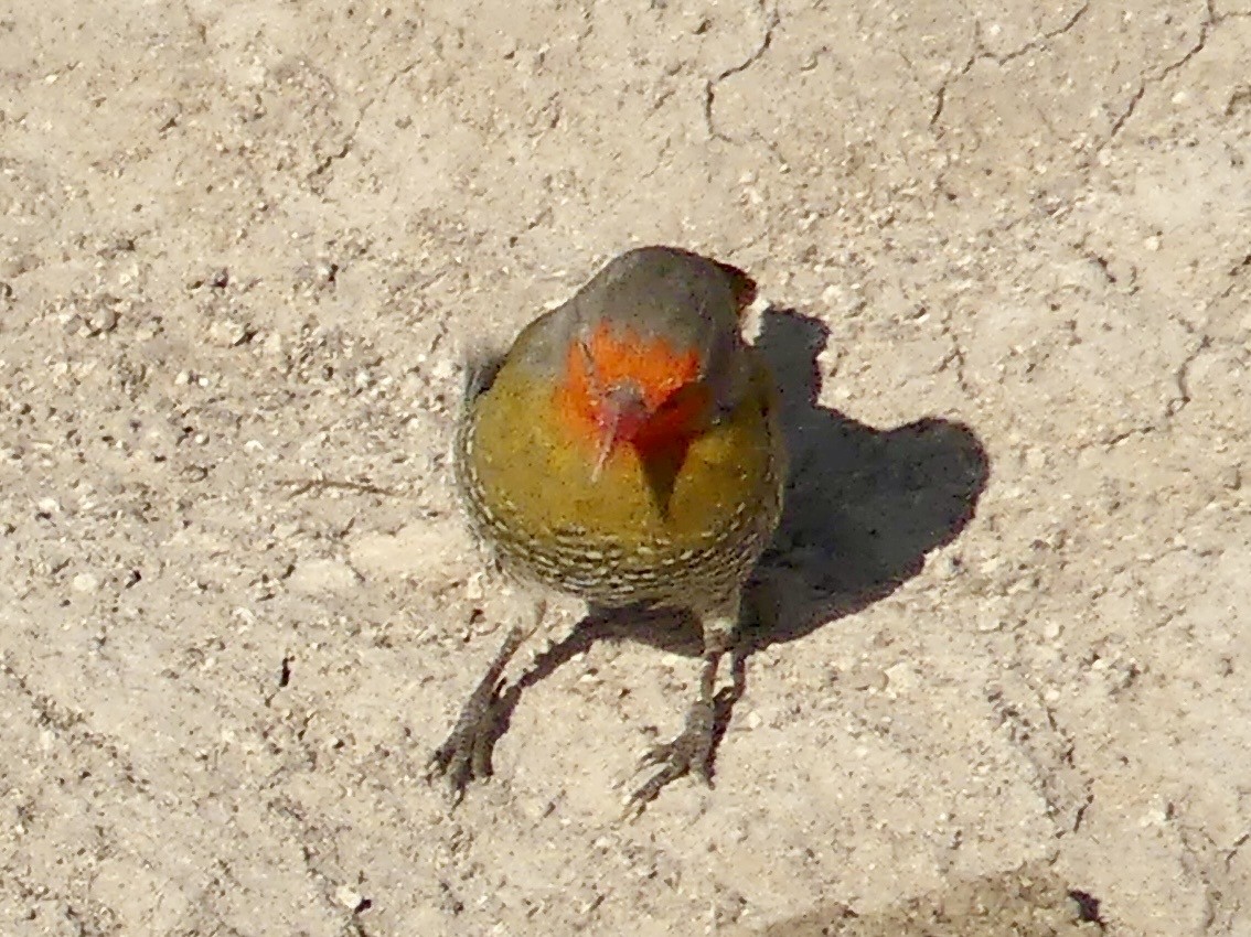 grønnvingeastrild - ML645776547