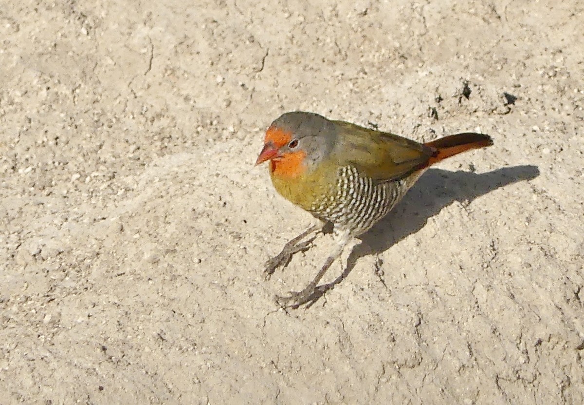 grønnvingeastrild - ML645776548