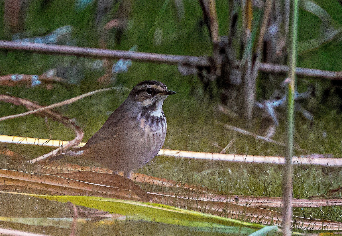 blåstrupe - ML645776549