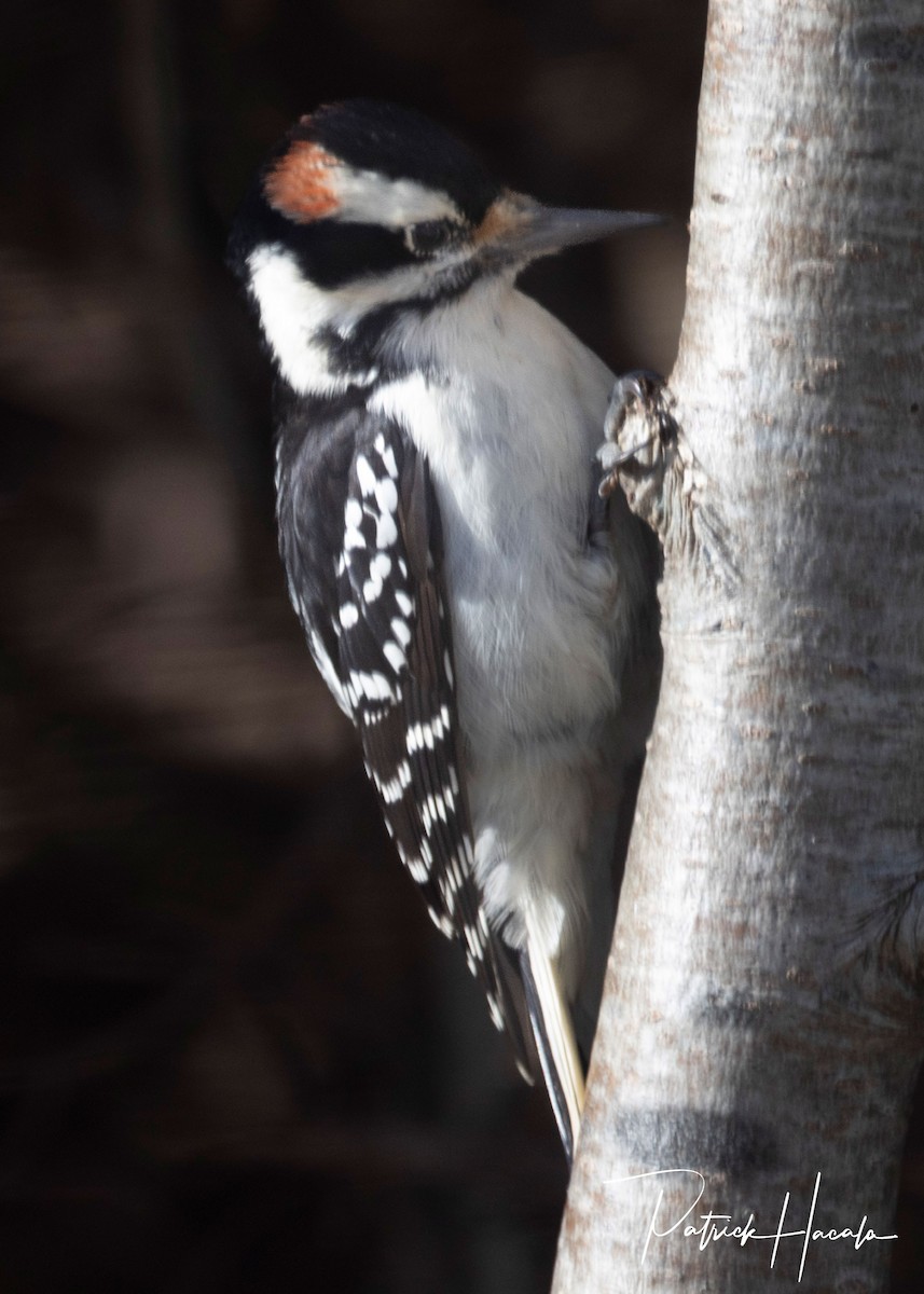 hårspett - ML645776550