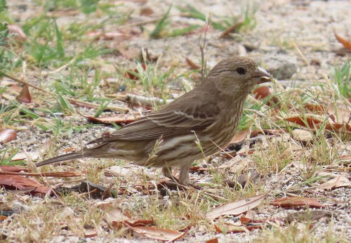 husrosenfink - ML645776551