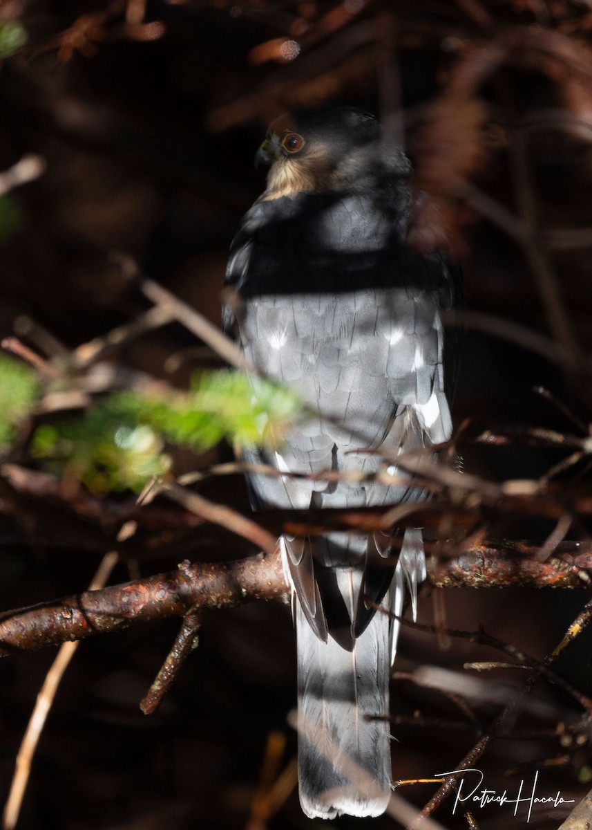 parulahauk - ML645776553