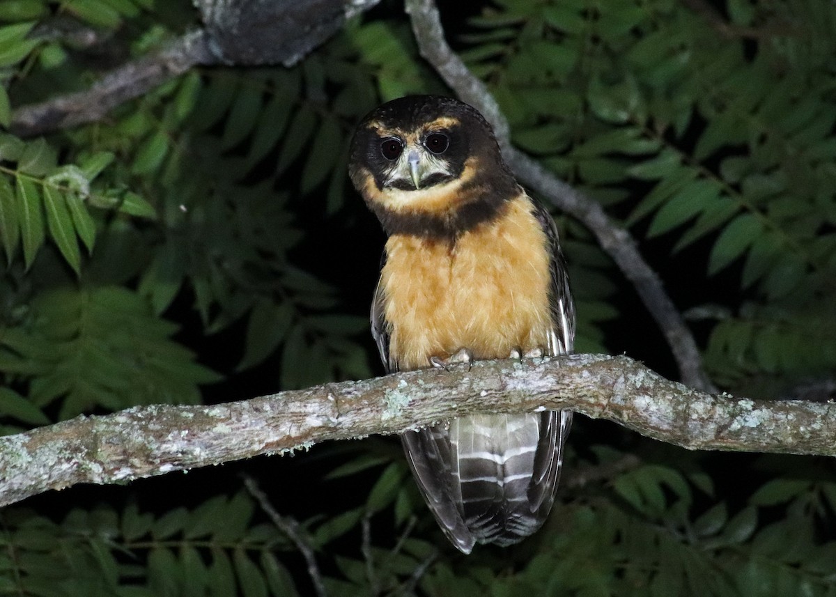 gulbrynugle - ML645776554