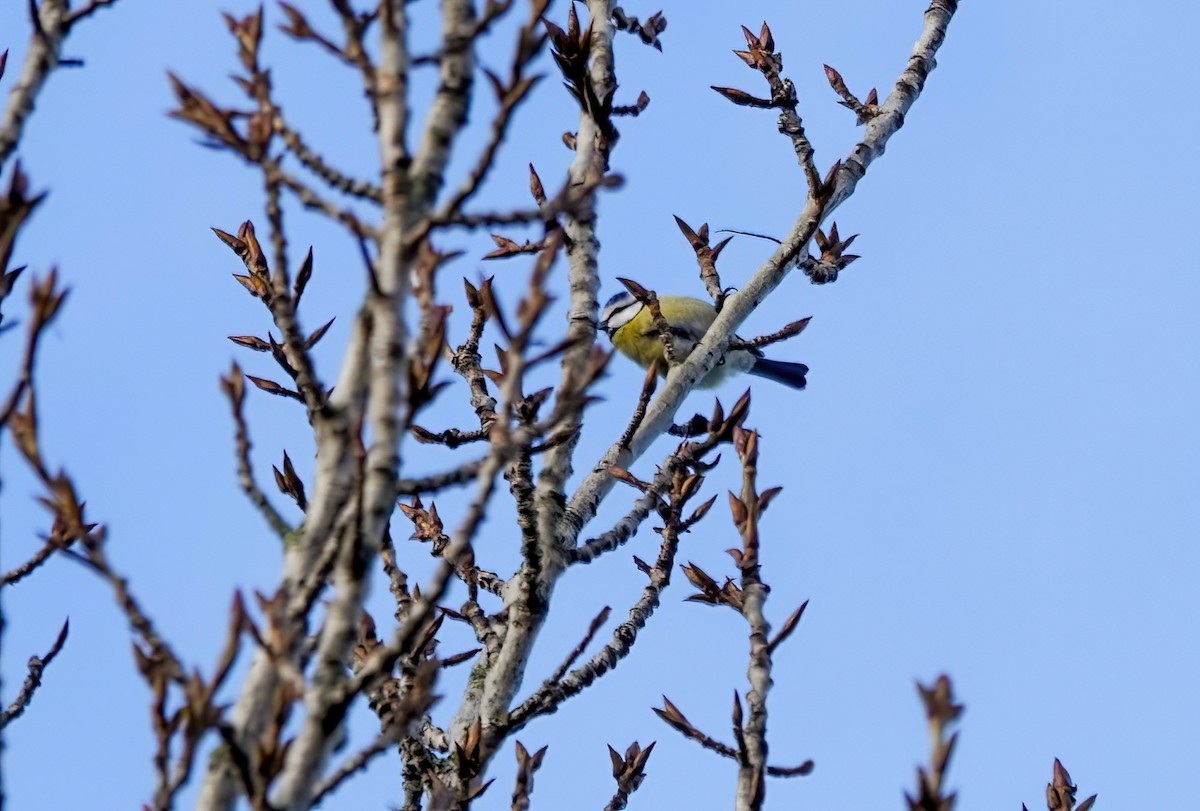 blåmeis - ML645776555