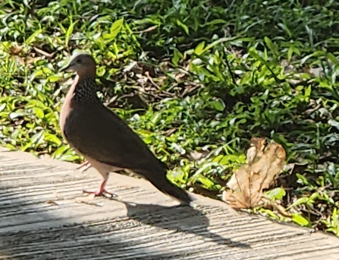 perlekragedue - ML645776556