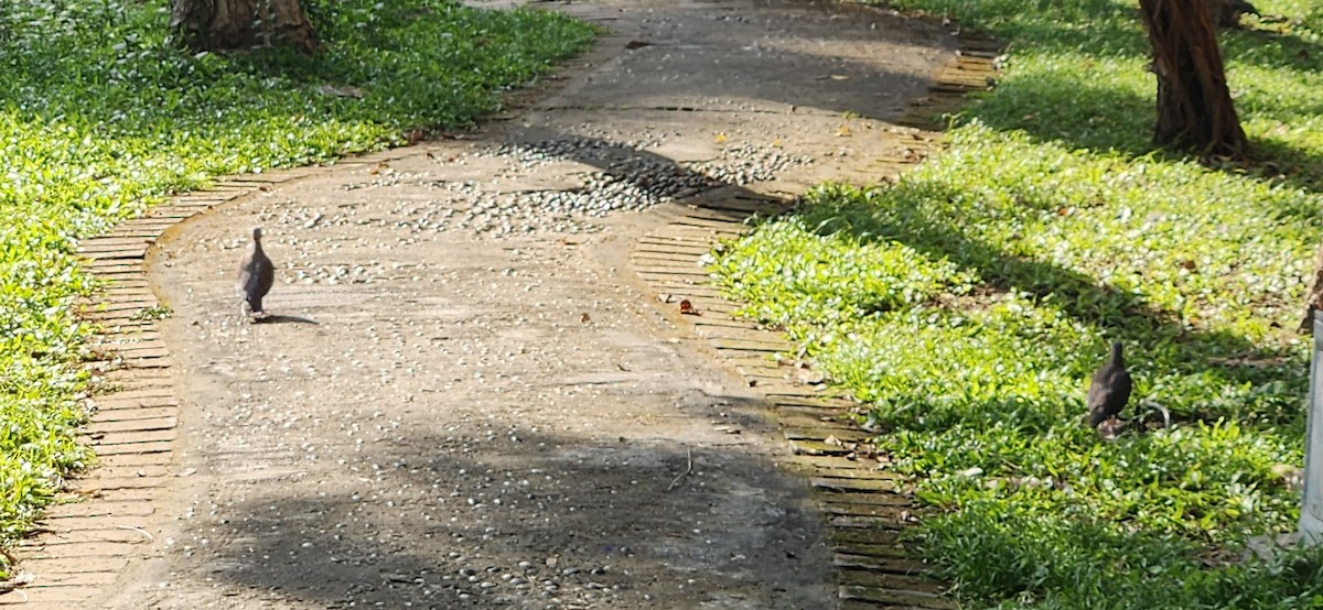 perlekragedue - ML645776557