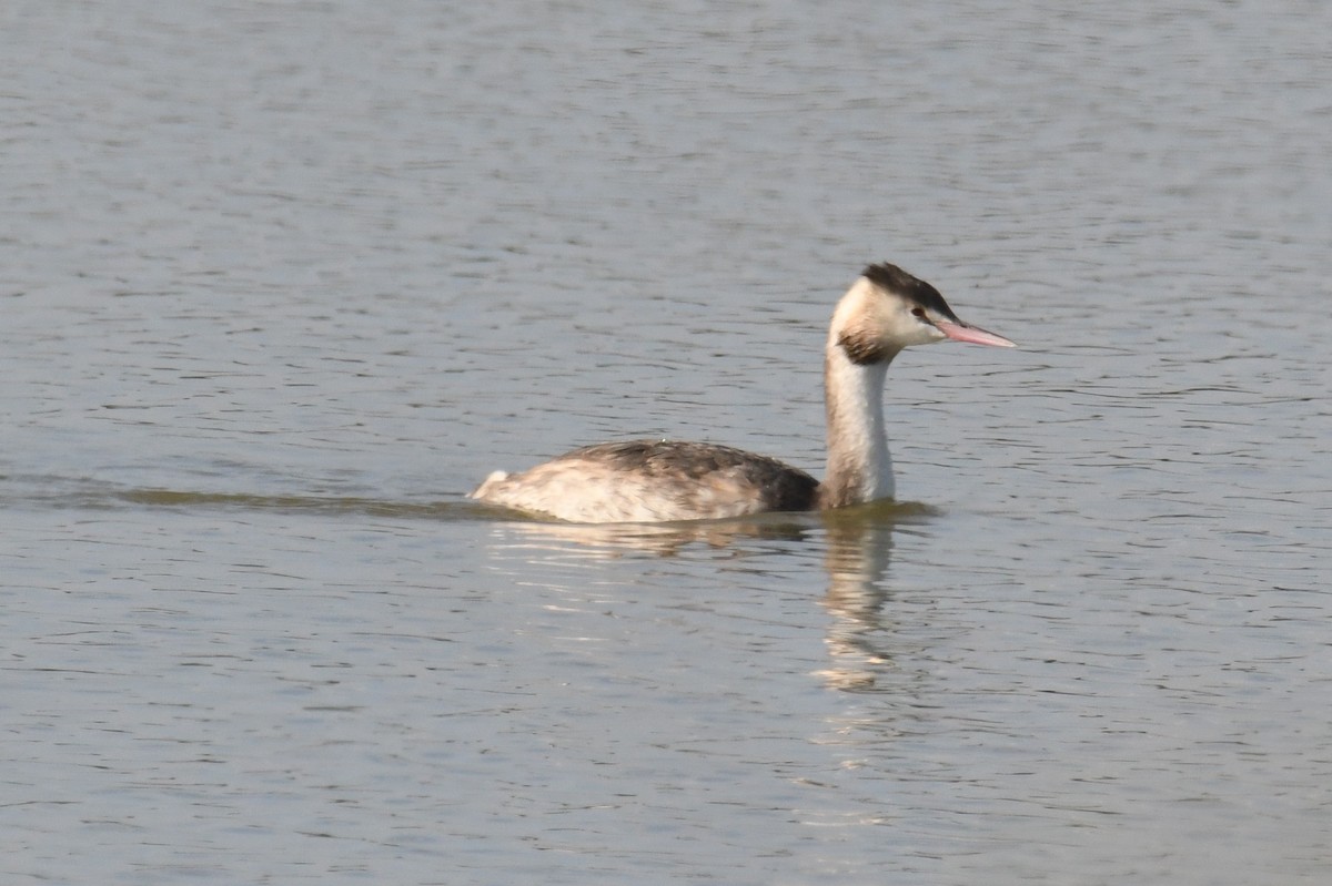 toppdykker - ML645776559