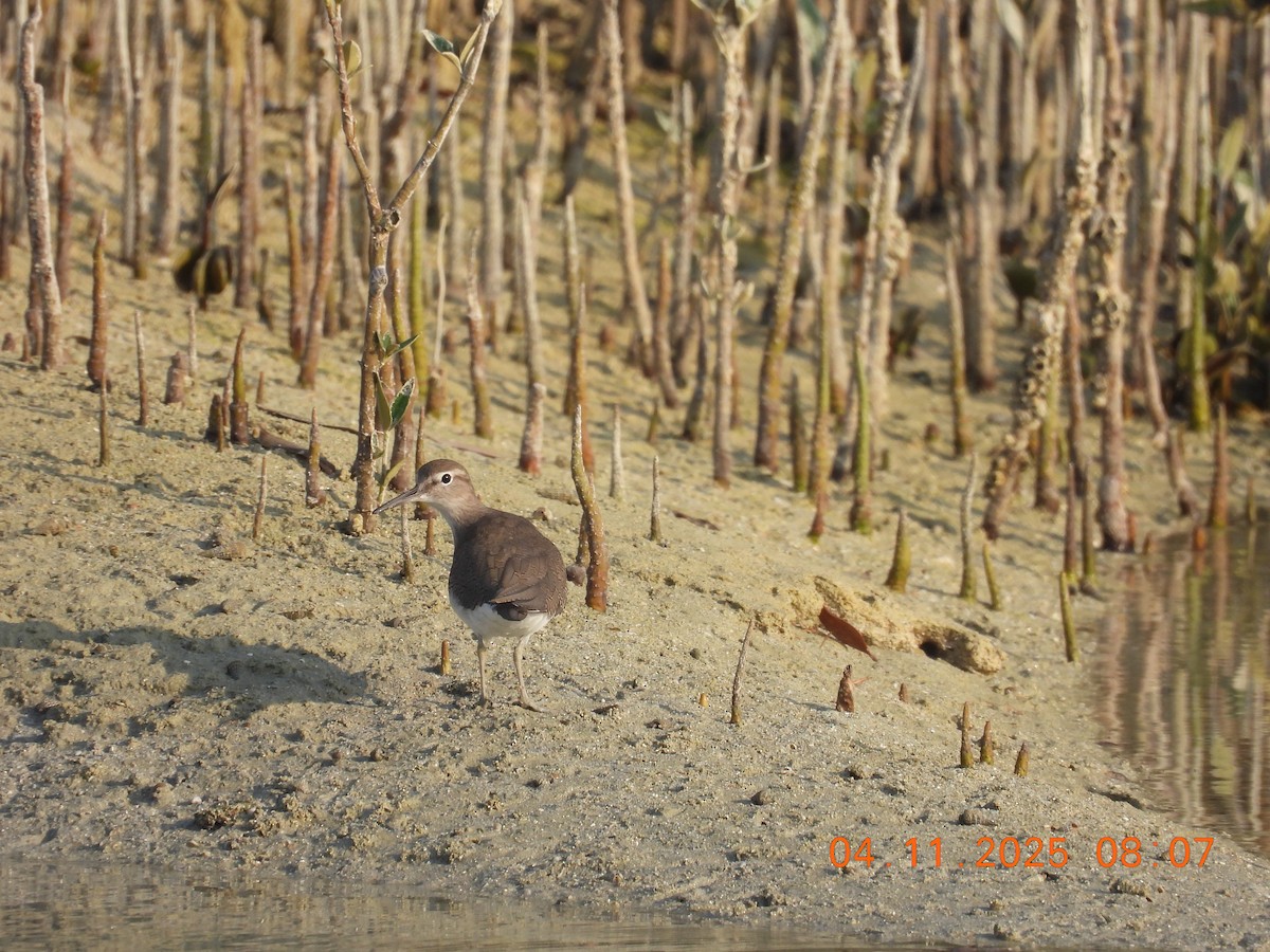 skogsnipe - ML645776560