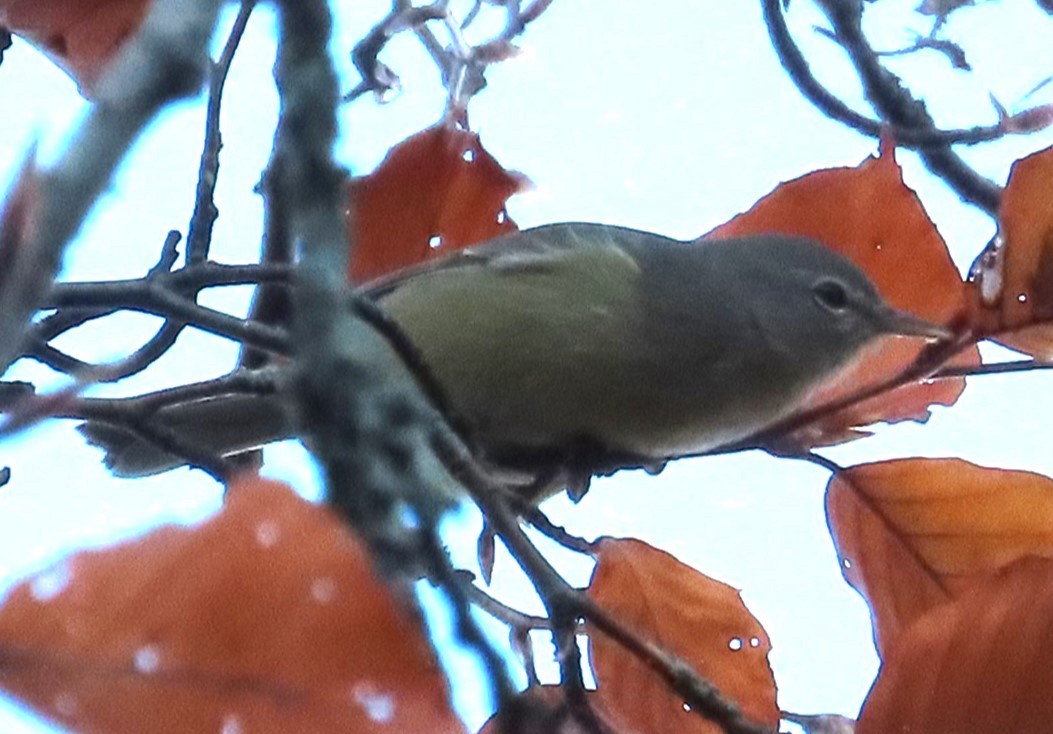 oransjekroneparula - ML645776561