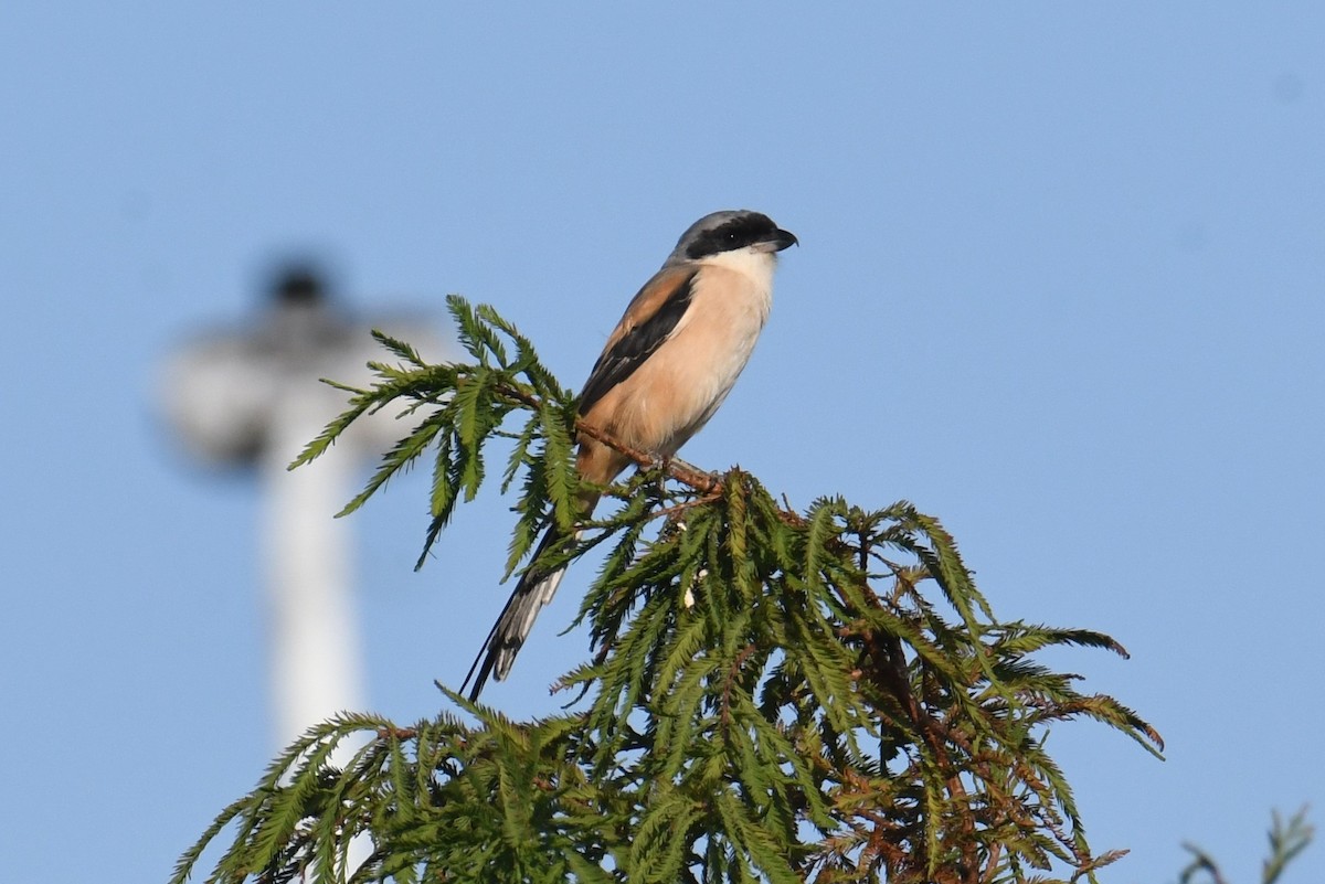 rustvarsler - ML645776562