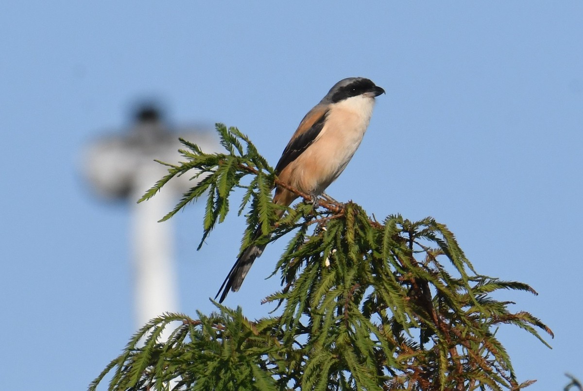 rustvarsler - ML645776563