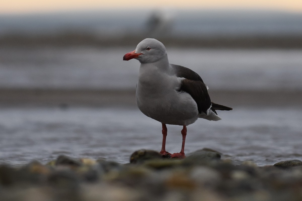 magellanmåke - ML645776565